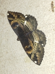 Erebus terminitincta