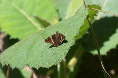 Autochton vectilucis