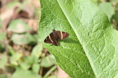 Autochton vectilucis