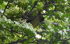 Anthornis melanura melanura