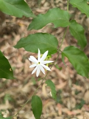 Jasminum nervosum