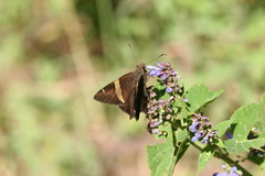 Autochton vectilucis