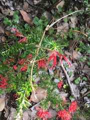 Ctenomorpha marginipennis