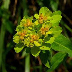 Euphorbia verrucosa