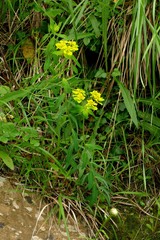 Euphorbia verrucosa