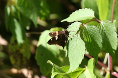 Autochton vectilucis