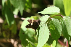 Autochton vectilucis