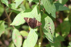 Autochton vectilucis