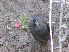 Amaurornis moluccana