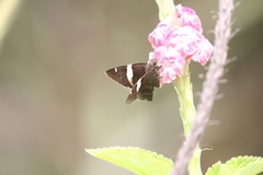 Autochton vectilucis