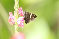Autochton vectilucis