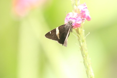 Autochton vectilucis