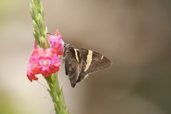 Autochton vectilucis
