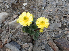 Ranunculus insignis