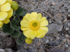 Ranunculus insignis