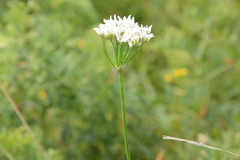 Allium ramosum