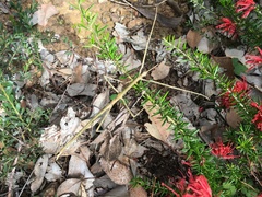 Ctenomorpha marginipennis