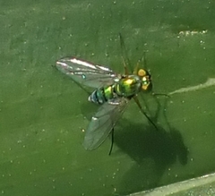 Chrysosoma