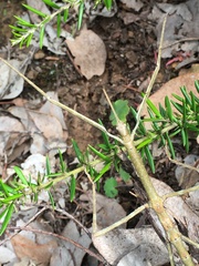 Ctenomorpha marginipennis