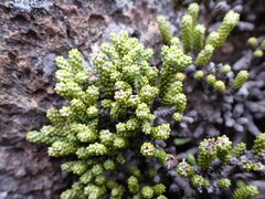 Helichrysum intermedium