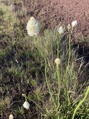 Ptilotus macrocephalus