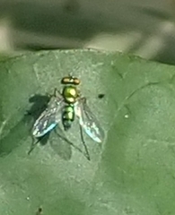 Chrysosoma