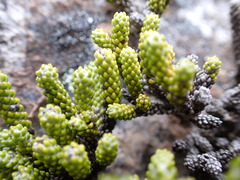Helichrysum intermedium