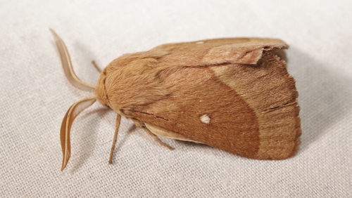 Grass Eggar