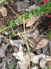 Ctenomorpha marginipennis