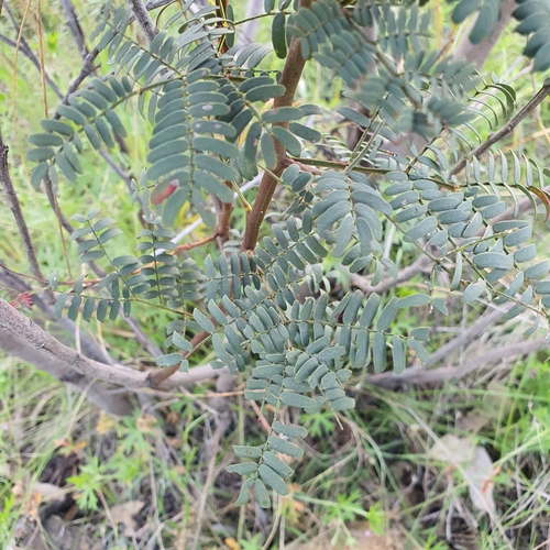 Image of Acacia rubida by no rights reserved