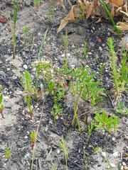 Aspidoglossum heterophyllum