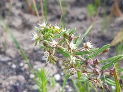 Aspidoglossum heterophyllum