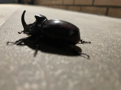 Oryctes nasicornis grypus