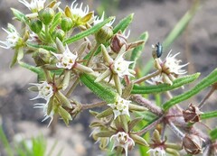 Aspidoglossum heterophyllum