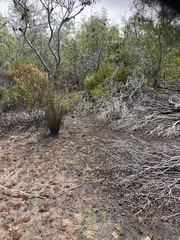 Leucadendron linifolium