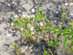 Aspidoglossum heterophyllum