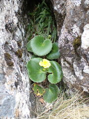 Ranunculus insignis