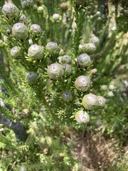 Leucadendron linifolium