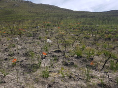 Pillansia templemannii