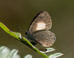 Candalides xanthospilos