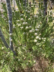 Leucadendron linifolium
