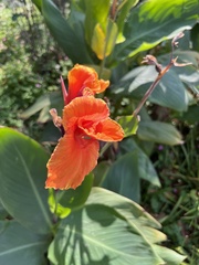 Canna indica