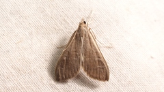 Mecyna asinalis