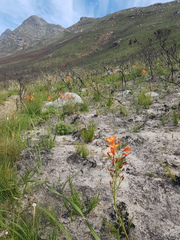 Pillansia templemannii