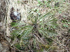 Aciphylla monroi