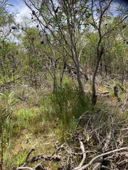 Leucadendron linifolium