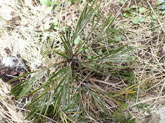 Aciphylla monroi