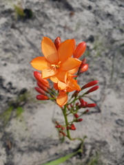 Pillansia templemannii