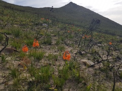 Pillansia templemannii