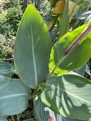 Canna indica